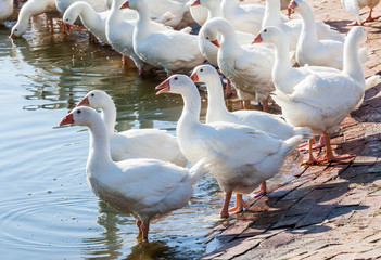 Goose on a traditional free-range poultry farm in Taiwan