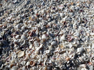 Shell beach at Bomans Beach, Sanibel Island, Florida