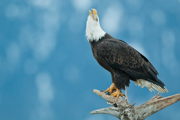 Bald Eagle adult calling taken in Homer Alaska