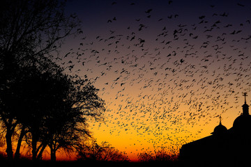 
birds at dawn . 
beautiful and mystical sunrise .
beautiful and mystical sunrise
