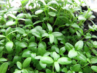 the seedling of plants are growing close up