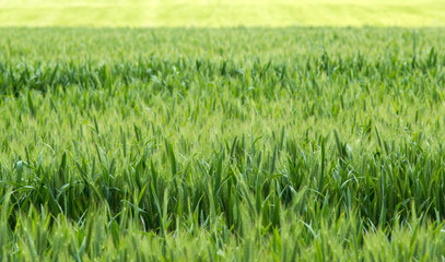 Champ de céréales à Challes, France