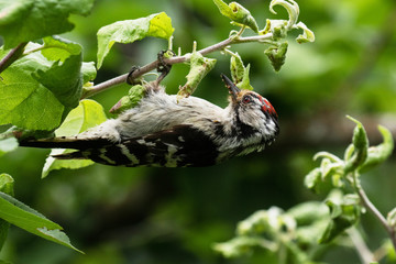 Small Lesser spotted woodpecker, Dryobates minor searching for some greenflies in the garden in Estonian countryside, Northern Europe. 