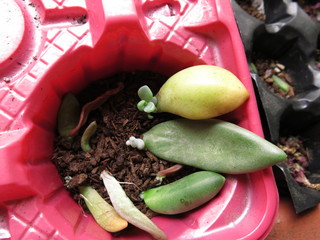 Leafbed of various succulent plants in the cultivate soil