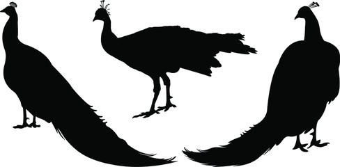 silhouette of a peacock
