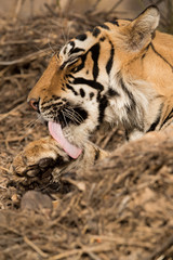 Tiger cub cleaning Ranthambore Tiger Reserve