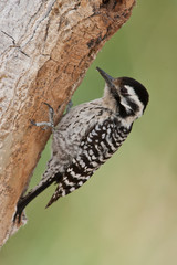 Ladder-backed Woodpecker adult male taken in SE Arizona