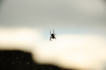 Close-up little spider in web on blurry background. Spider with web against a blurred background with clouds and window after rain.