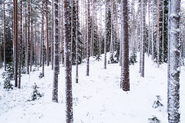 Fototapeta premium Beautiful and white Estonian boreal forest with snow covered pine and spruce trees during a cold winter day, Northern Europe.