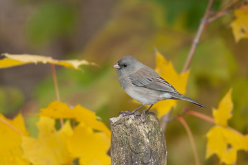 Dark-eyed Junco female taken in southern MN