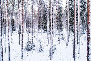 Beautiful and white Estonian boreal forest with snow covered pine and spruce trees during a cold winter day, Northern Europe.