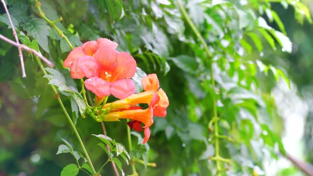 Raindrops falling on Orange flowers in the forest, Orange flowers under the sweet rain in the spring season.
