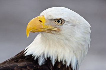 Bald Eagle head taken in Homer Alaska