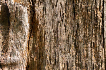 Old wood texture