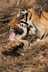 Closeup of T60 cub licking its paw, Ranthambore Tiger Reserve