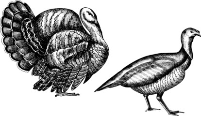 Monochrome hand drawn vector turkey illustration.