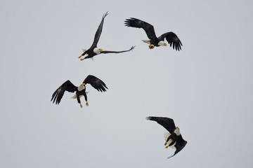 Bald Eagles in flight taken in Homer Alaska