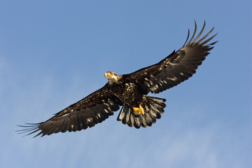 Bald Eagle (Haliaeetus leucocephalus)
