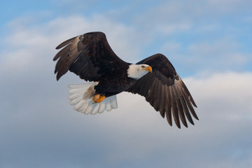 Naklejka premium Bald Eagle adult in flight taken in Homer Alaska