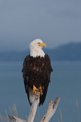 Bald Eagle taken in Homer Alaska