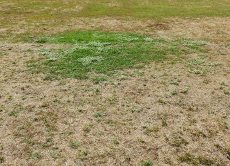 green grass and dry grass field