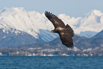 Bald Eagle junvenile in flight taken in Homer Alaska