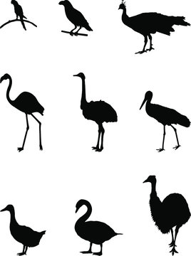 set of silhouettes of birds