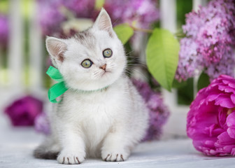 Little scottish kitten sits on a background of flowers