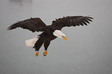 Bald Eagle in snow taken in Homer Alaska