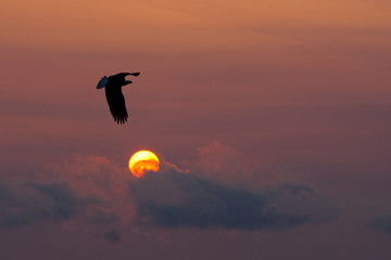 Bald Eagle at sunset taken in Homer Alaska