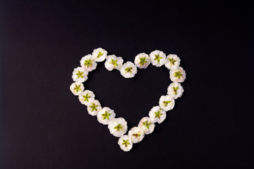 Flowers composition. heart frame made of white small rose on black background. Mother's day, Valentine's day, birthday, spring, summer concept. Flat lay, top view