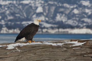 Bald Eagle perched on log, taken in SE Alaska
