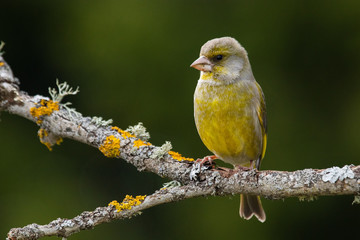 Vibrant songbird European Greenfinch, Chloris chloris perched on an old branch in Estonian boreal forest. 