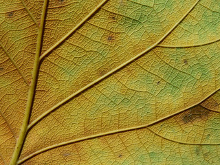 Naklejka na ściany i meble close up view of colorful autumn leaves texture