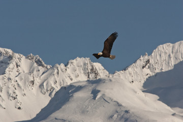 Bald Eagle with mountains taken in SE Alaska