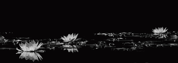 Fototapety  black and white lotus on water in the pond with reflection