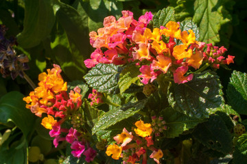 Blooming Lantana Camara, a tropical decorative flowering shrub with amazing colorful blossoms