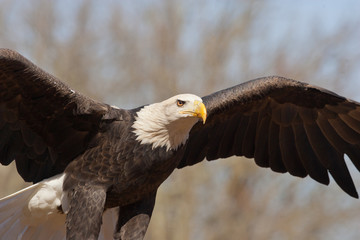 Bald Eagle close up taken in central MN