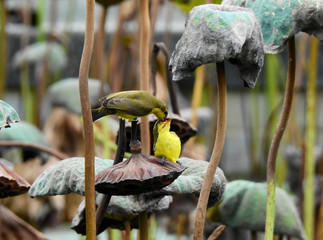 female Olive-backed Sunbird ( Cinnyris jugularis ) bird entering prey for baby bird on lotus leaf