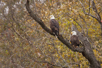 Bald Eagle Pair taken in southern MN