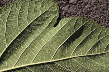 green fig leaf texture on the ground