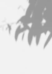 abstract shadow of leaves on white wall background