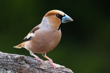 Beautiful male European songbird Hawfinch, Coccothraustes coccothraustes with a large beak in Estonian wild nature