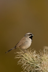 Black-throated Sparrow taken in SE Arizona