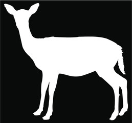 silhouette of a deer