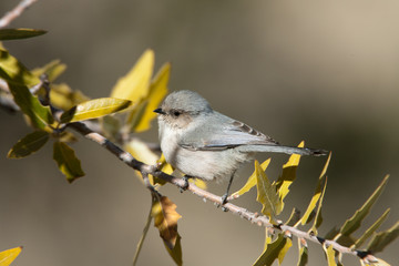 Bushtit taken in SE Arizona