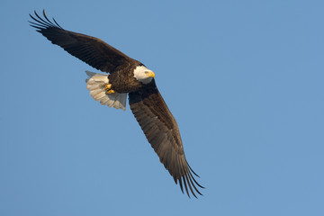 Bald eagle in flight taken in central MN