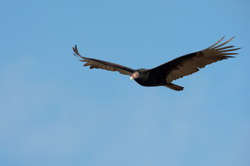 Turkey Vulture adult flighing taken in southern MN