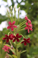 red and white flowers