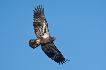 Bald Eagle juvenile in flight taken in southern MN